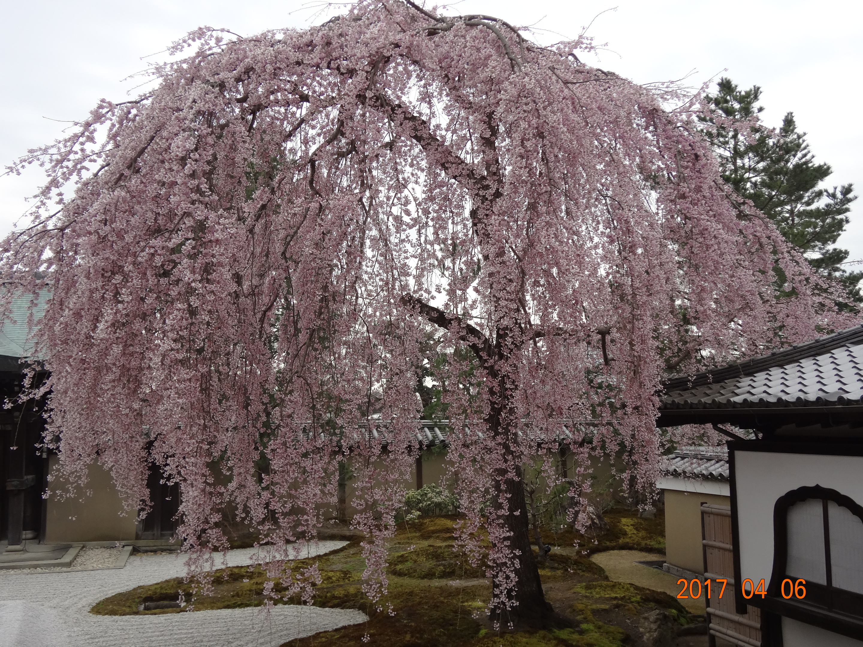 2017.4.6 (木)高台寺の桜